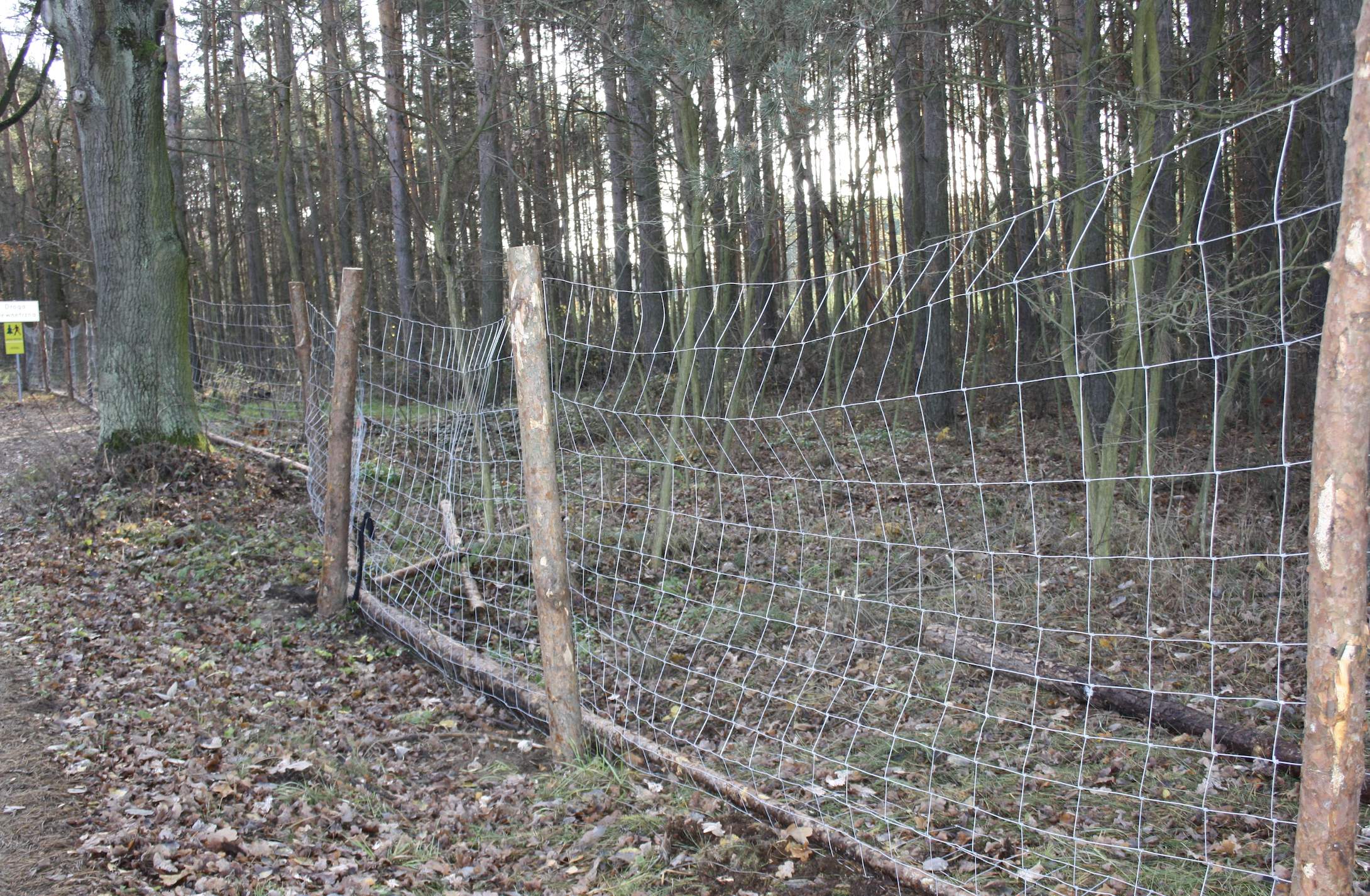 Na terenie Niemiec nie było jeszcze przypadków ASF, ale pojawiły się 40 km od granicy po stronie polskiej. Dlatego ma powstać płot, aby ograniczyć migrację tych zwierząt z województwa lubuskiego