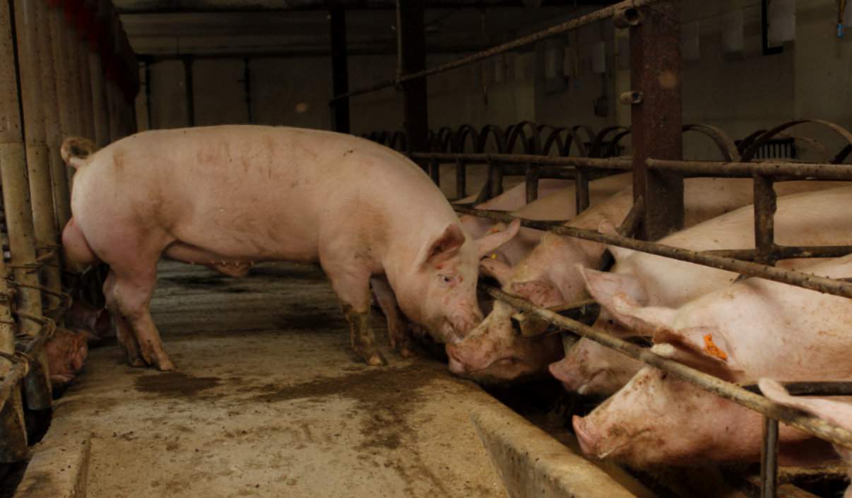 Obecność knura jest nieodzowna w sektorze krycia i ułatwia rozpoznanie odruchu tolerancji, ale należy w tym czasie także stymulować lochy