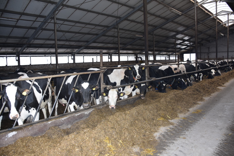 Najnowsza obora o wymiarach 46 x 26,5 m posiada stół paszowy szeroki na 5 m, a jej wysokość w kalenicy to 10,5 m