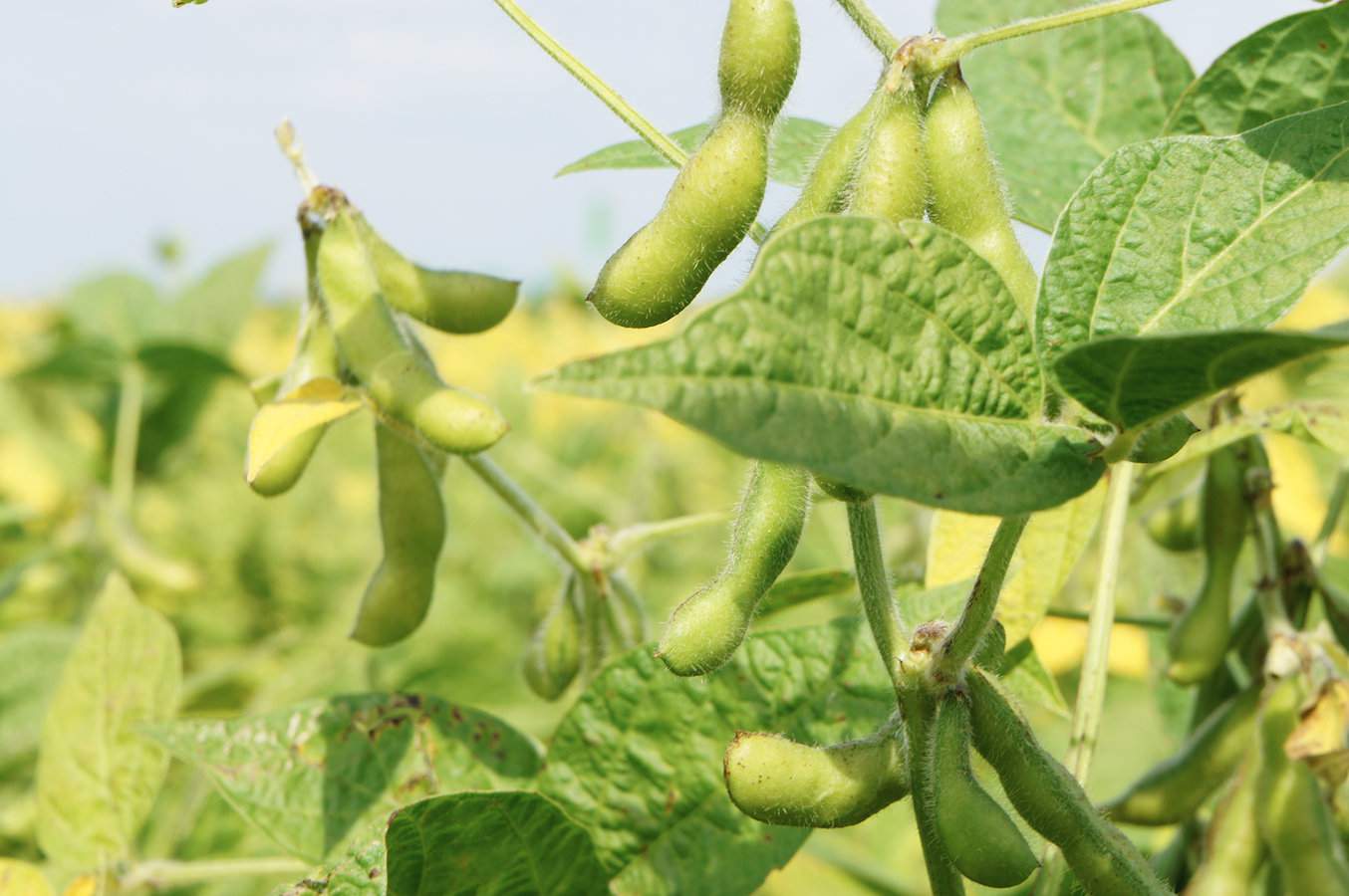 Najwyższe plony soi na świecie, oczywiście odmian GMO, uzyskują farmerzy z USA