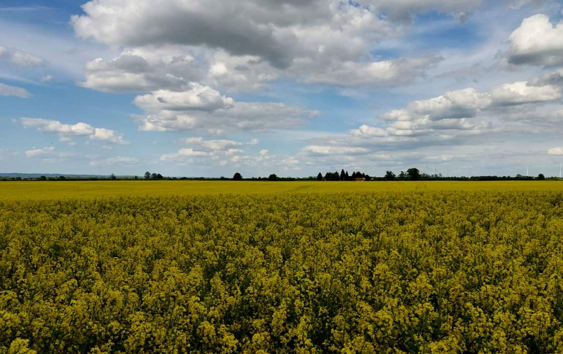 Rzepak w późniejszej fazie kwitnienia. Pod koniec maja ilość zawiązanych łuszczyn wynosiła 400–500 szt. na roślinie