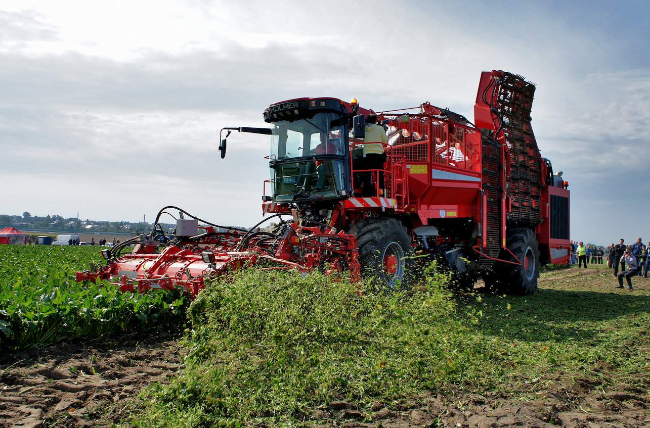 Z informacji IUNG wynika, że buraki cukrowe przy plonie korzeni 50 t/ha pozostawiają ok. 35 t/ha liści, które po zaoraniu wprowadzają do gleby ok. 126 kg N, 32 kg P2O5, aż 186 kg K2O i 28 kg MgO