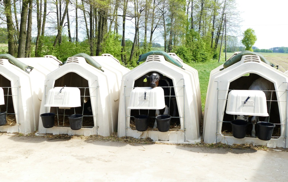 Nowoczesny i co ważne zdrowy odchów cieląt, zapewnia  18 budek igloo firmy Calf-Tel 35/38 XXL