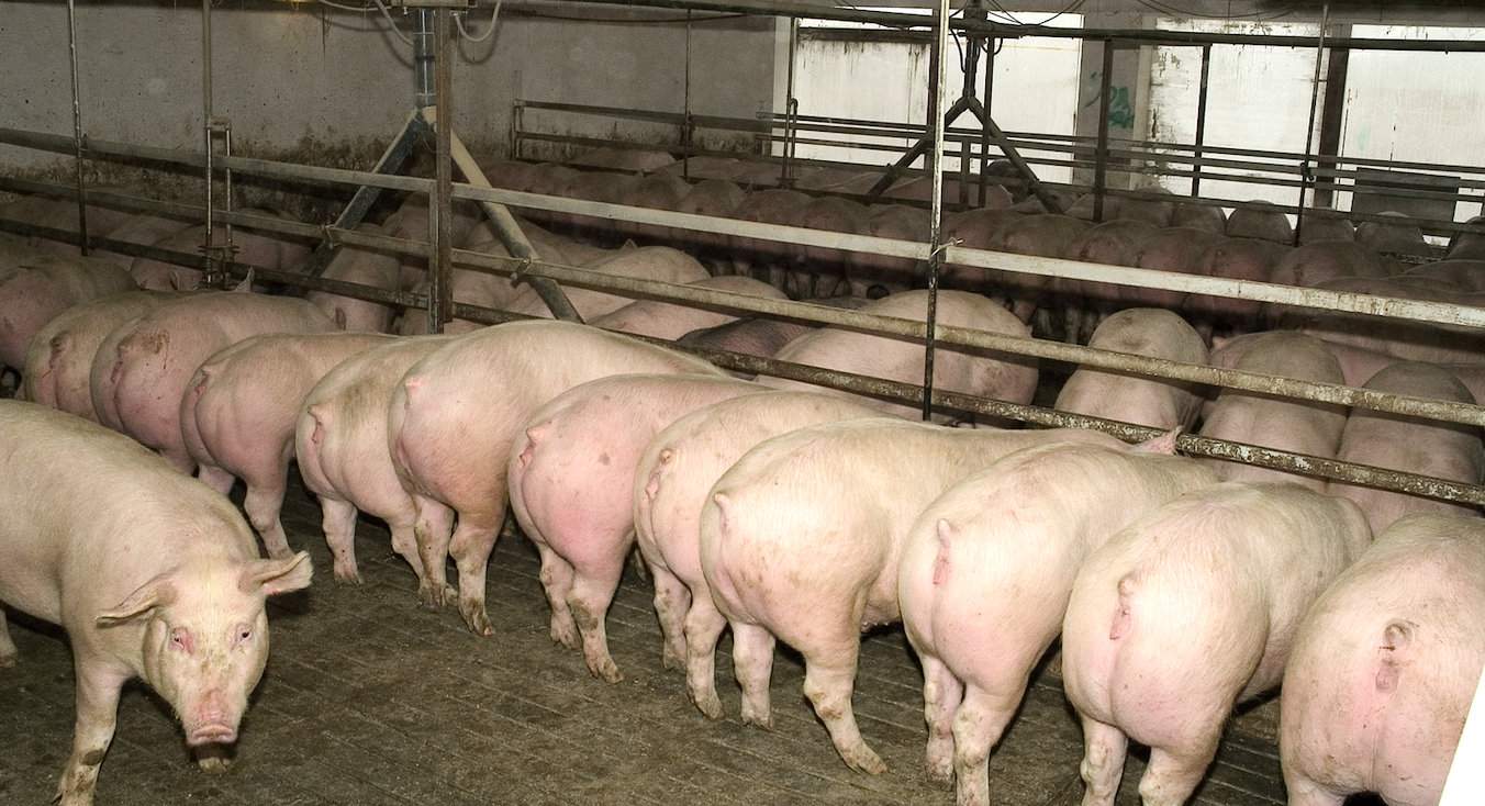 Obcinanie ogonów jest powszechnie stosowane w intensywnych systemach produkcji świń jako element zapobiegający gryzieniu ich, ewentualnym schorzeniom i stratom w tuczu