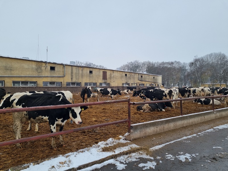 obornik gnojówka do biogazowni