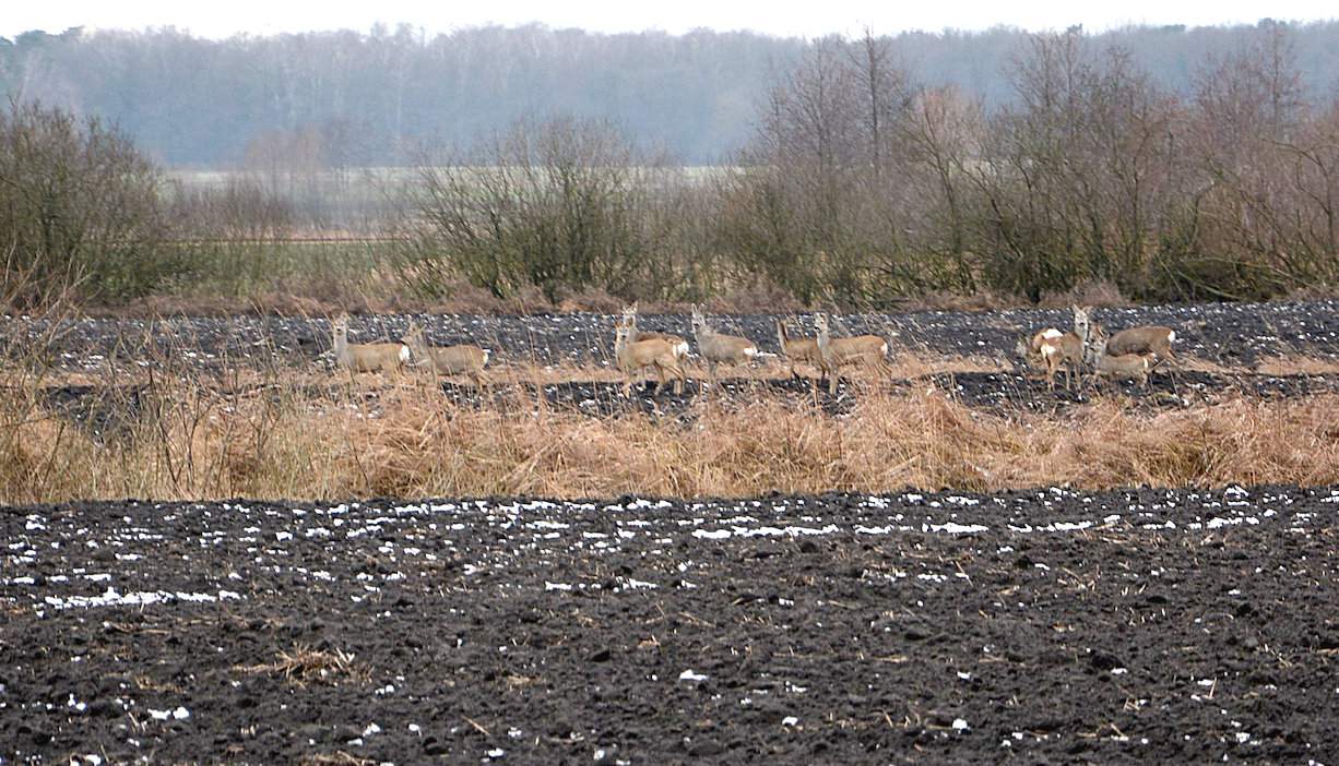 Gdy 23 stycznia odwiedziliśmy gospodarstwo, na polach nie było okrywy śnieżnej, a w okolicach Kryłowa szturm na oziminy podjęły sarny