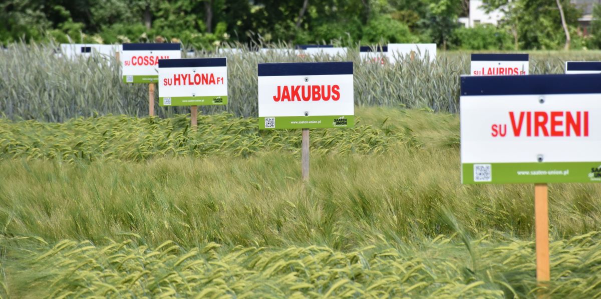 W jęczmieniu ozimym niską podatność na wyleganie ma kilka odmian hodowli SAATEN-UNION, m.in. widoczna na pierwszym planie SU Vireni i Jakubus. W oddali widać znacznie wyższą odmianę żyta. To oczywiście cecha gatunkowa. Odmiany żyta hybrydowego są generalnie niższe od populacyjnego (145-155 cm) i mniej podatne na wyleganie. Najwyższą z odmian żyta i najbardziej podatną na wyleganie mierzącą wg oceny COBORU 177 cm jest Stanko (4,6 st.)