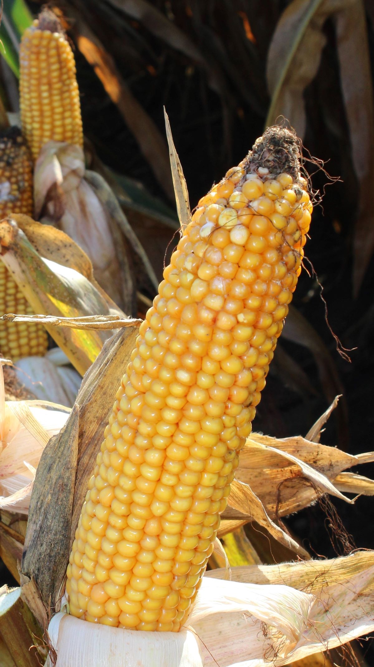 Rzadszy siew to jeden ze sposobów na obniżenie wilgotności ziarna w czasie zbioru. Pamiętajmy, aby wybierać do takich założeń agrotechnicznych od - miany z elastycznymi kolbami flex, które w złych warunkach nie zaziarniają kolby po sam szc