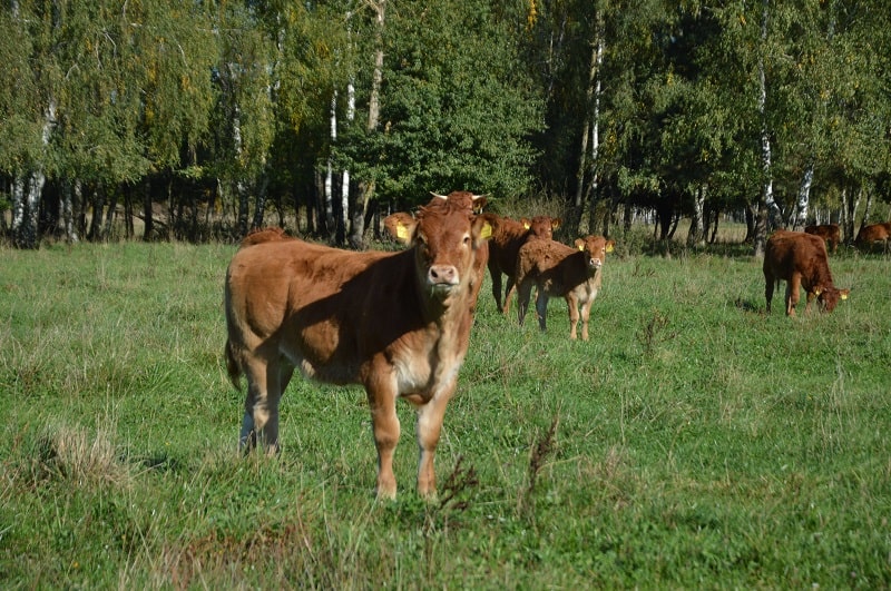 Hodowcy chętnie kupują cielęta o wadze 250 kg do opasu.