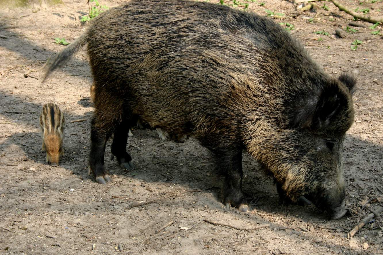 Naukowcy z Białowieży ustalili, że dziki zarażone ASF znajdowane są najczęściej w zupełnie innym środowisku niż to wybierane przez nie na odpoczynek