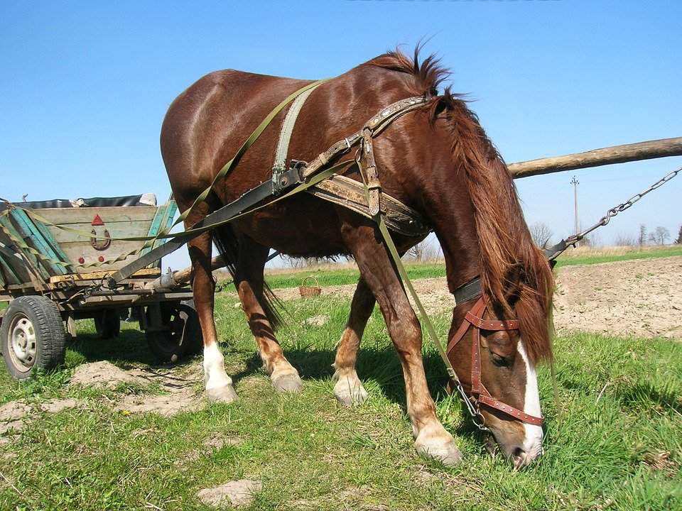 Pijany woźnica miał 1,3 promila alkoholu, a koniem zaopiekowała się trzeźwa osoba