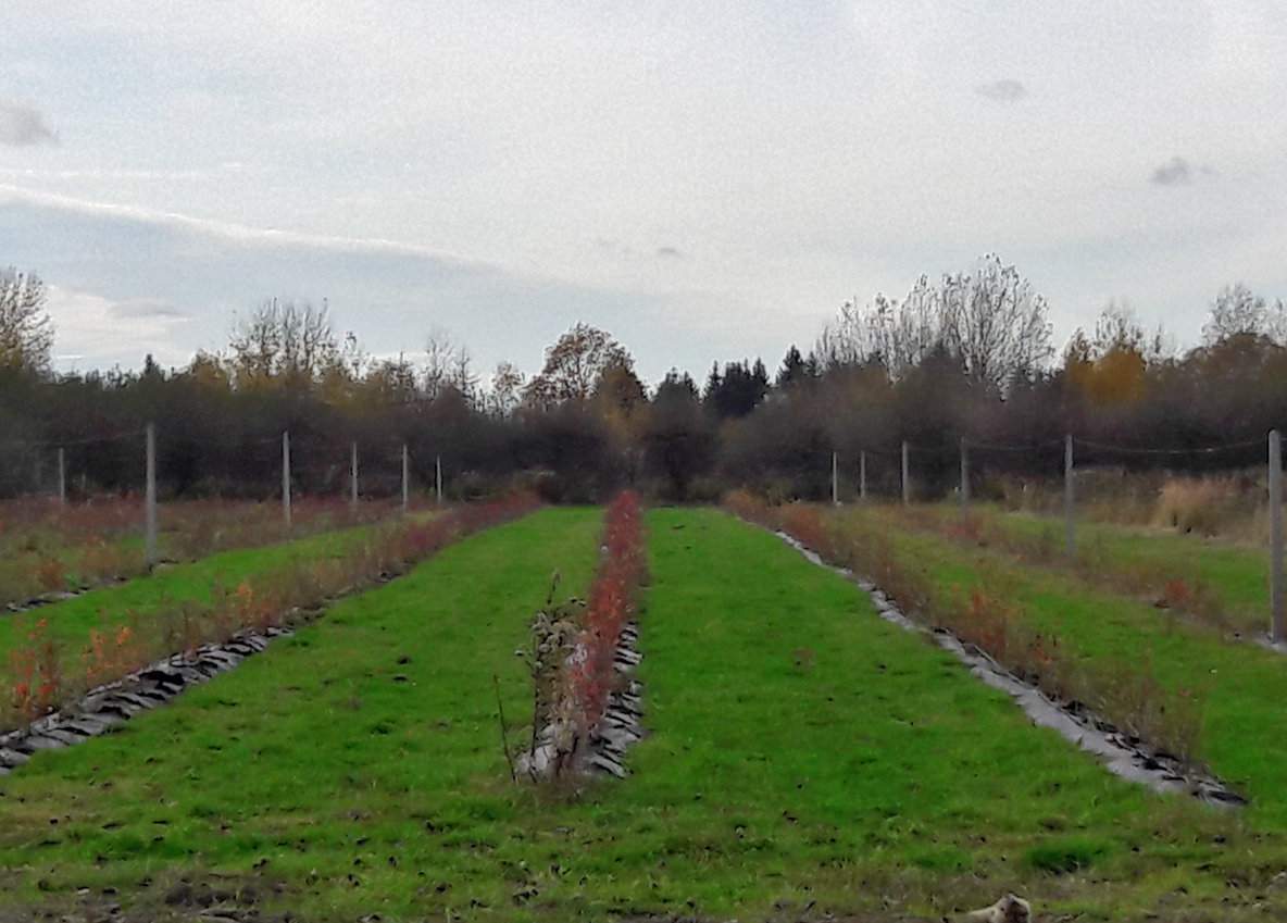 Plantacja borówki jesienią