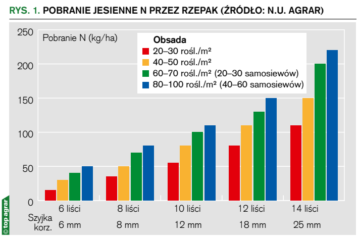 pobranie jesienne azotu przez rzepak