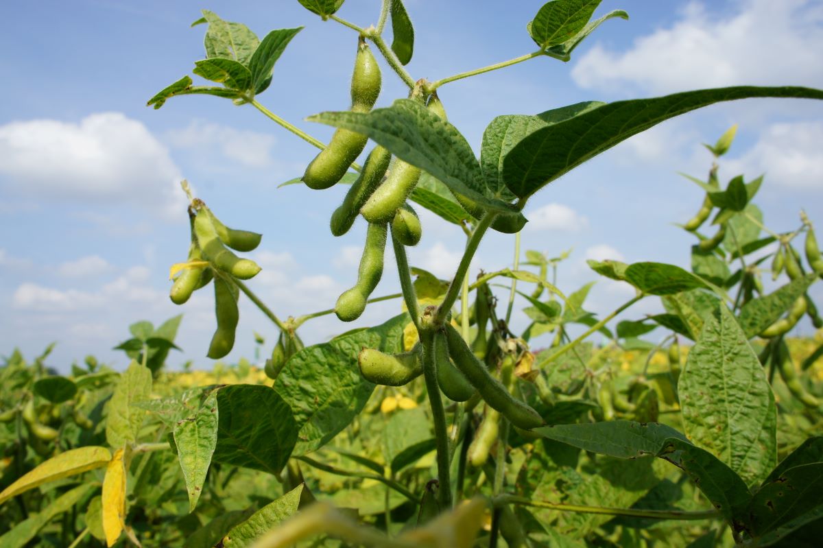 Rekord plonowania soi 14,3 t/ha jest imponujący, ale uzyskany na plantacji nawadnianej w idealnych warunkach klimatycznych. W polskim klimacie nie mamy szans zbliżyć się nawet do 1/3 tego plonu. Możemy uprawiać tylko odmiany niemodyfikowane genetycznie, bardzo wczesne oraz wczesne i tylko w najlepszych latach udaje się niektórym plantatorom zbierać nieco ponad 3 t/ha