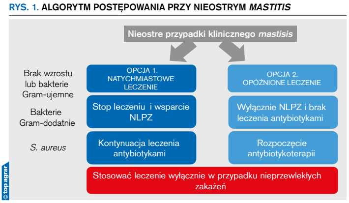 Rys. 1. Algorytm postępowania przy nieostrym mastitis