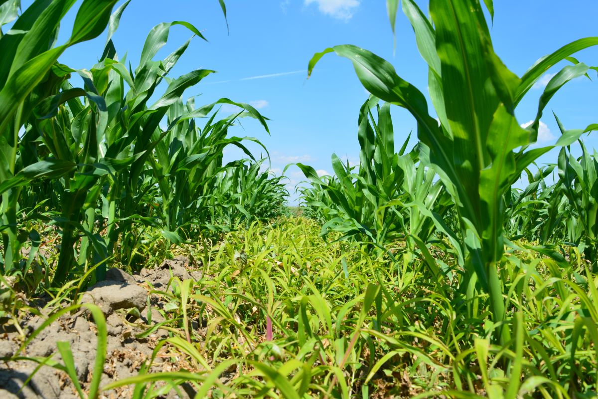 Ogólnie w uprawach kukurydzy występuje nawet ponad 100 gatunków chwastów. Z największą ich bioróżnorodnością spotkamy się na plantacjach prowadzonych w monokulturze, która stanowi dobre siedlisko dla chwastów prosowatych i szarłatu szorstkiego