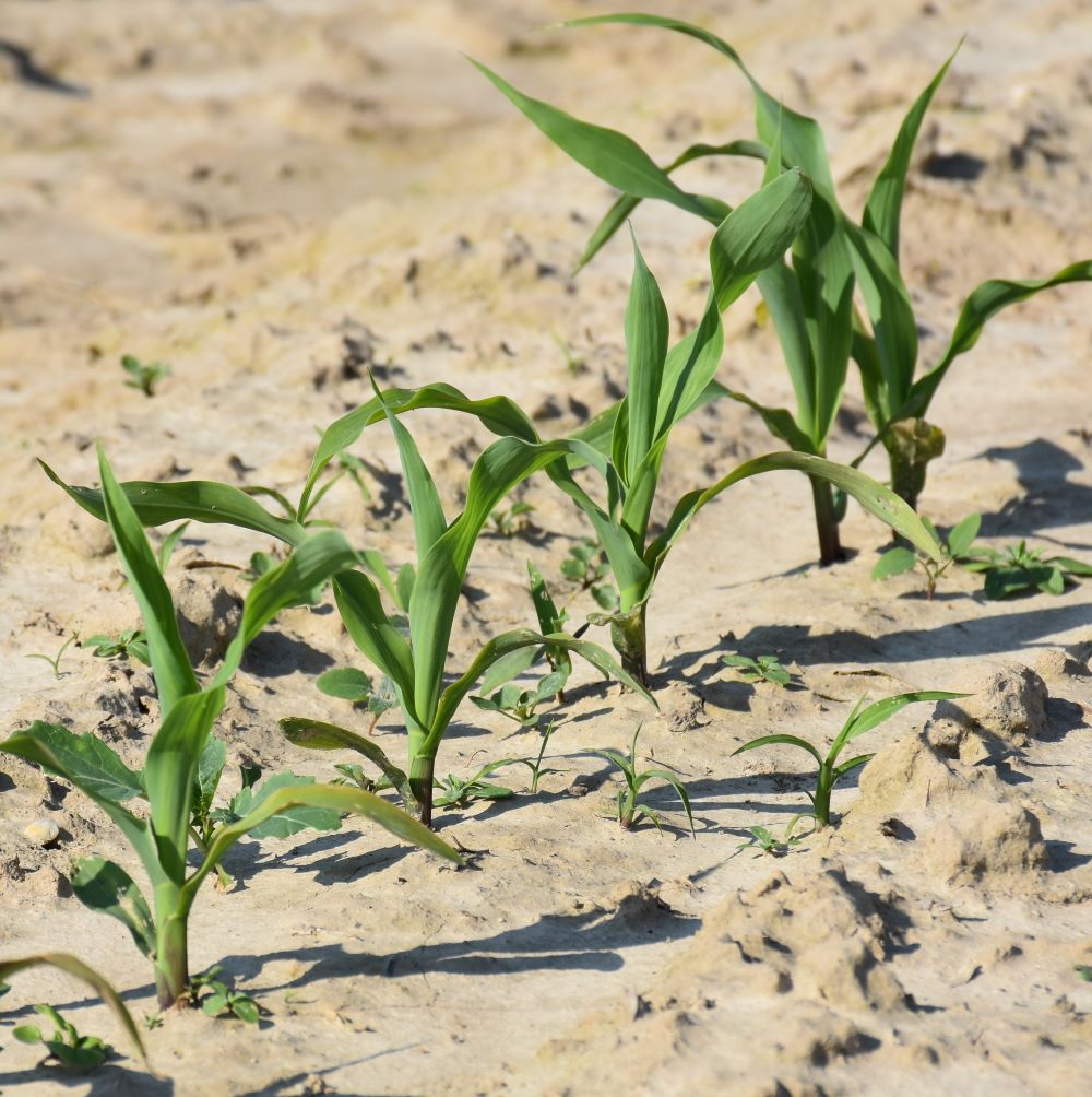 Wolne początkowe tempo wzrostu, małe zagęszczenie roślin i pionowy pokrój kukurydzy stwarzają chwastom idealne warunki rozwoju. Przez co najmniej miesiąc od siewu kukurydzy kradną jej wodę i składniki pokarmowe. Z odchwaszczaniem nie można zwlekać