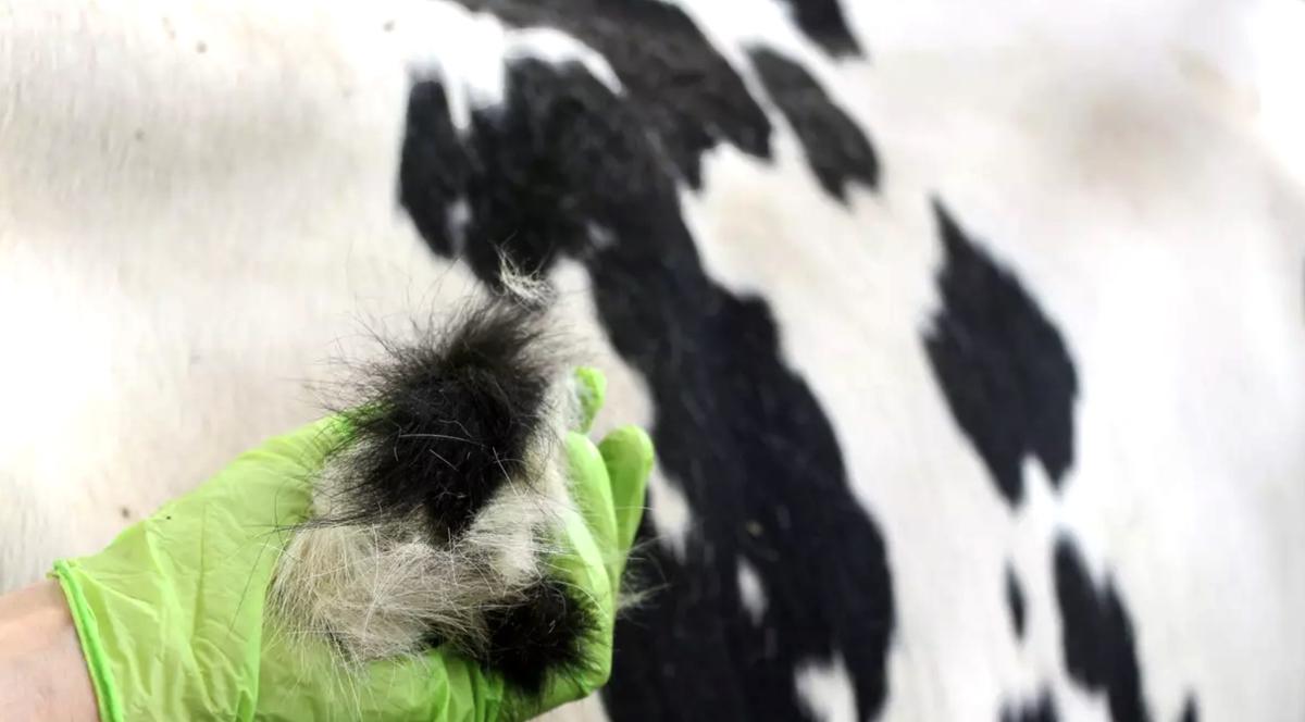 Do tej pory obiektywna ocena dobrostanu zwierząt stanowiła wyzwanie. Nowe wyniki  badań pokazują, że długotrwały stres można wykryć w sierści. Czynnik stresu może być  elementem oceny warunków chowu