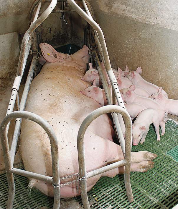Przy zbyt wysokiej temperaturze zmniejsza się nie tylko ilość wydzielanego przez lochy mleka, ale także zawartych w nim przeciwciał