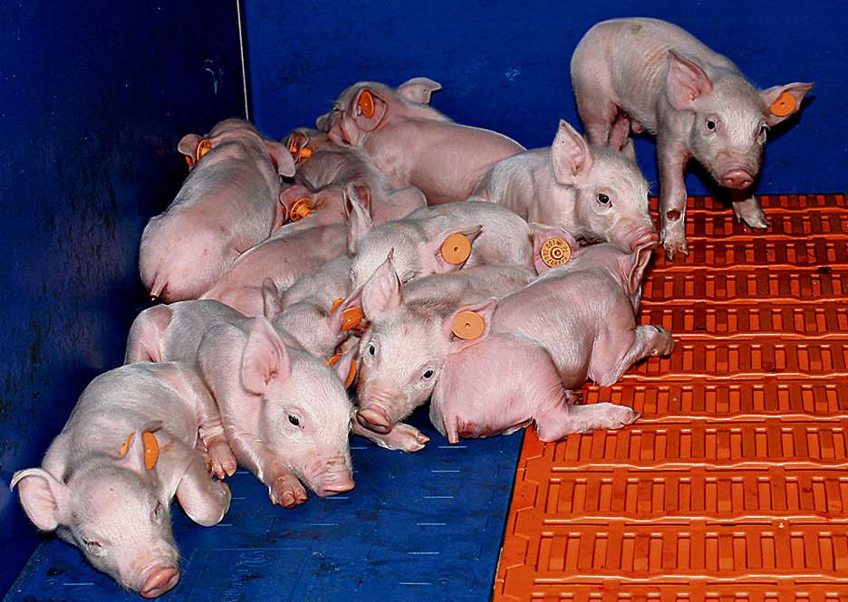 Niewłaściwa temperatura podnosi pH w żołądku oraz pogarsza trawienie, a probiotyki mogą pomóc w odbudowie pożądanej mikroflory