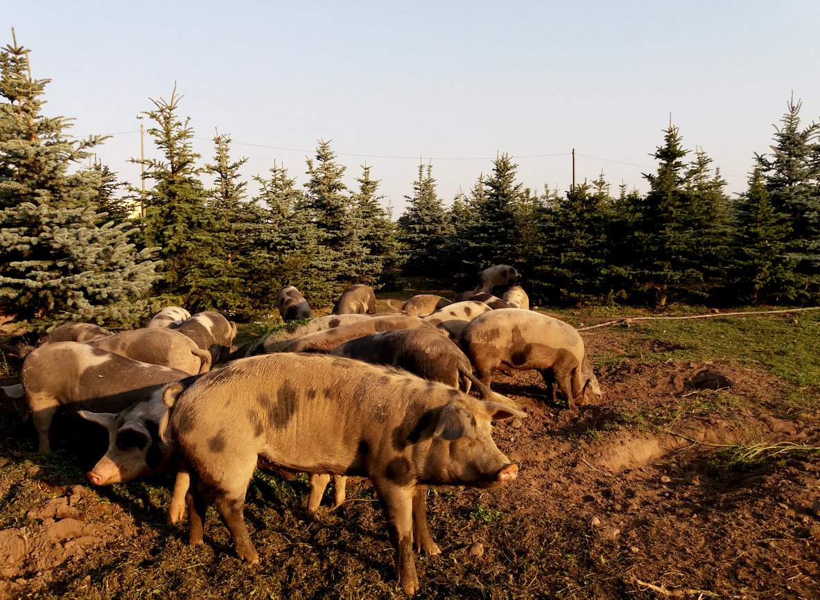 Dzięki temu, że świnie złotnickie pstre korzystają z wybiegu i naturalnych pasz, ich mięso ma wyjątkowy smak i Maciej Feddek znajduje na nie kupców