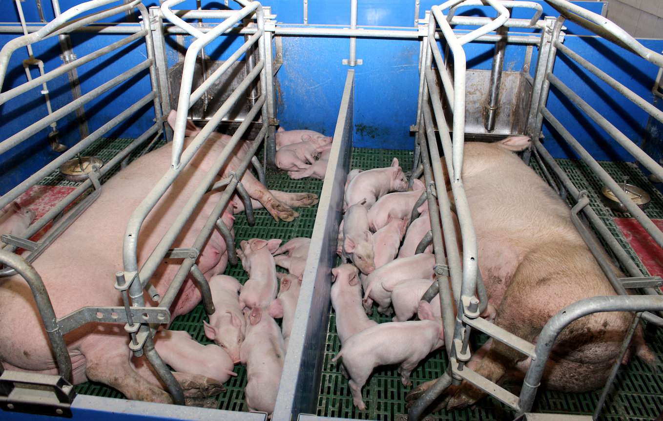 Prosięta w miotach rodzą się w miarę wyrównane, a od jednej lochy gospodarze uzyskują rocznie średnio 30 sztuk