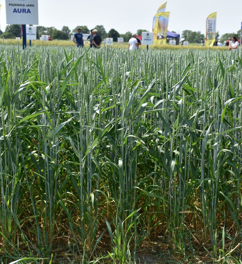 Na czołowe pozycje List Odmian Zalecanych pszenicy jarej w szybkim tempie wchodzą najnowsze odmiany. Przykładem jest Aura zarejestrowana w 2020 r., rekomendowana do uprawy w 10 województwach i również zarejestrowana w 2020 r. WPB Troy rekomendowana w 12 województwach