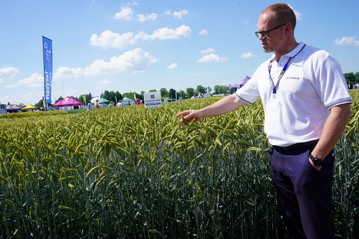Medalion to nowa odmiana zarejestrowana w 2020 r. i już rekomenduje ją na LOZ do uprawy jesienią br. 6 województw. Jak podkreśla Marek Luty, dyrektor marketingu HR Strzelce, odmianę wyróżnia bezostność i zdecydowanie lepsza przydatność pszenżyta w uprawie z przeznaczeniem na zielonkę lub sianokiszonkę (tzw. GPS)