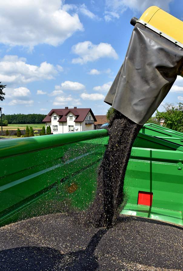 Biorąc pod uwagą bardzo słabe stanowisko i wiosenne trudności z suszą, rzepak w doświadczeniach realizowanych w Strzelcach Małych przez Agrii Polska i Agro-Masz plonował powyżej oczekiwań