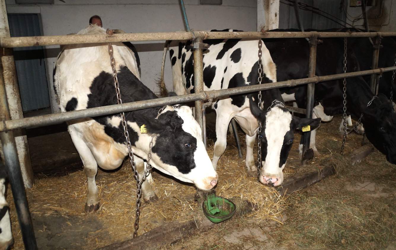 Krowa Asra 3 - matka buhaja Artusa oraz jej córka (pierwsza z lewej) czyli siostra Artusa od której Radziszewscy ostatnio pozyskali aż 23 zarodki z czego 17 przeznaczyli do embritransferu