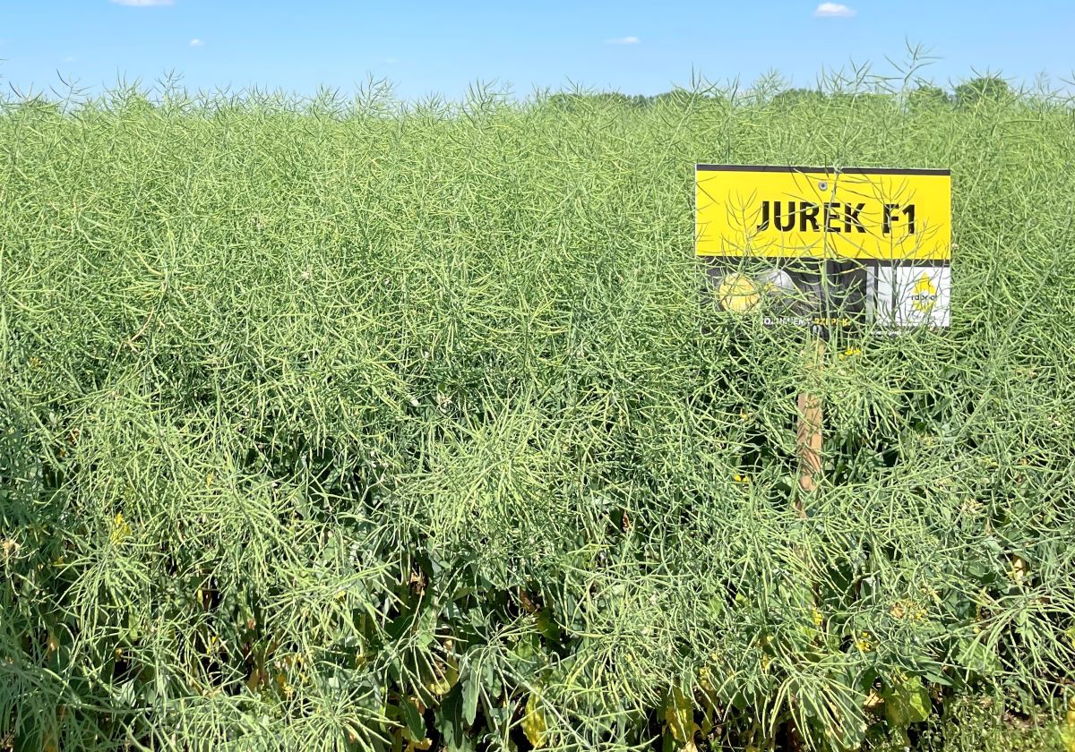 Jurek F1 to nowa propozycja odmiany mieszańcowej efektywnie wykorzystującej zastosowany wiosną azot. Odmiana o wysokiej zdrowotności. Posiada gen RLM7, który zabezpiecza ją przed Phoma oraz gen TuYV zabezpieczający przed wirusem żółtaczki rzepy. Adaptuje się do zmiennych warunków glebowych, wysoko plonuje zarówno na stanowiskach słabszych, jak i dobrych. Radzi sobie z różnymi warunkami atmosferycznymi, wyróżnia ją duży wigor w okresie jesiennym. Doskonale sprawdza się w opóźnionych terminach siewu. Charakteryzuje się dobrą zimotrwałością oraz wysoką zawartością oleju w nasionach.