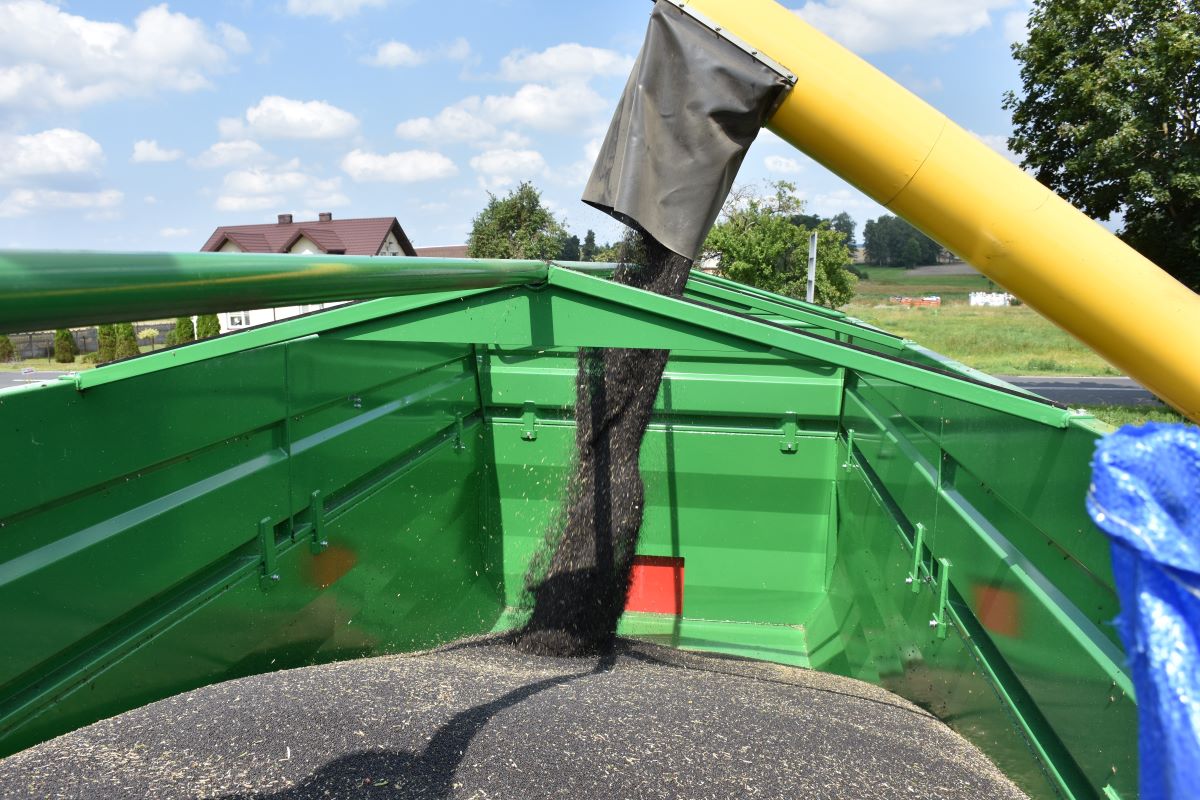 Rekordowe plony rzepaku nie są tak imponujące jak pszenicy czy kukurydzy, a nieoficjalnym obecnie rekordem świata wynik 7,19 t/ha,  który zebrał w gospodarstwie Richard Budd, rolnik z Kent. To dokładnie o tonę więcej niż wynosi zatwierdzony Polski Rekord