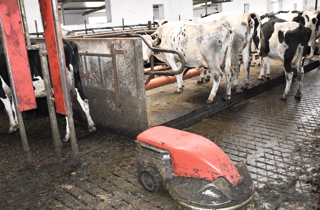 Robot Lely Discovery dba o czystość na podłodze szczelinowej już od 10 lat