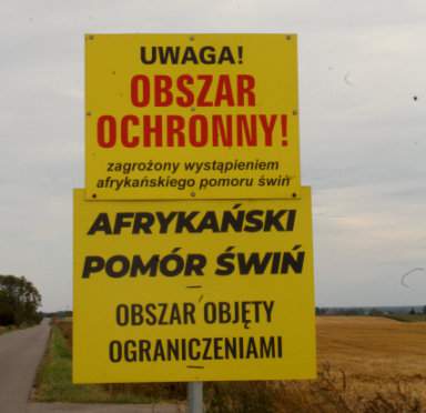 Najwięcej, bo aż 56, ognisk ASF w 2020 roku wykryto w sierpniu, we wrześniu – 21, a w lipcu – 16. Czas letni jest więc najgorszy pod względem zachorowań