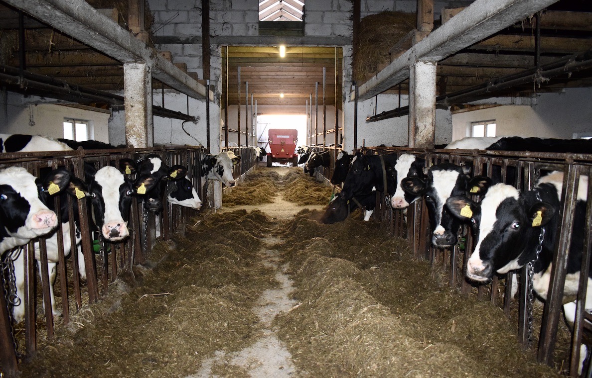 3 lata temu obora została powiększona o kolejne 32 stanowiska, dzięki temu zwierzęta mają do dyspozycji w 62 stanowiska
