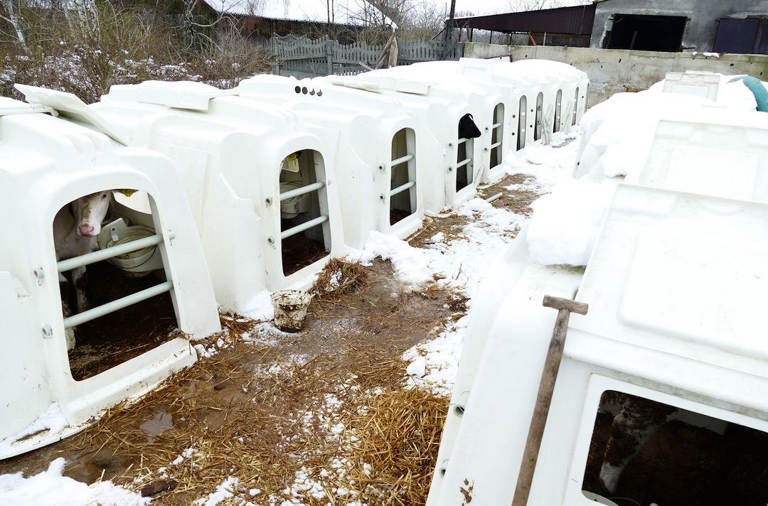 Cielęta odchowywane są w budkach igloo, które wyścielone są słomą z trocinami. Ich dodatek – zdaniem hodowców – lepiej osusza legowisko