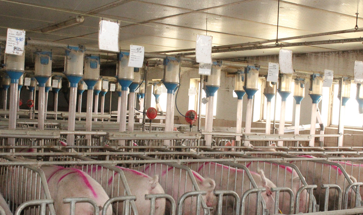 Lochy są inseminowane nasieniem knurów duroc × pietrain