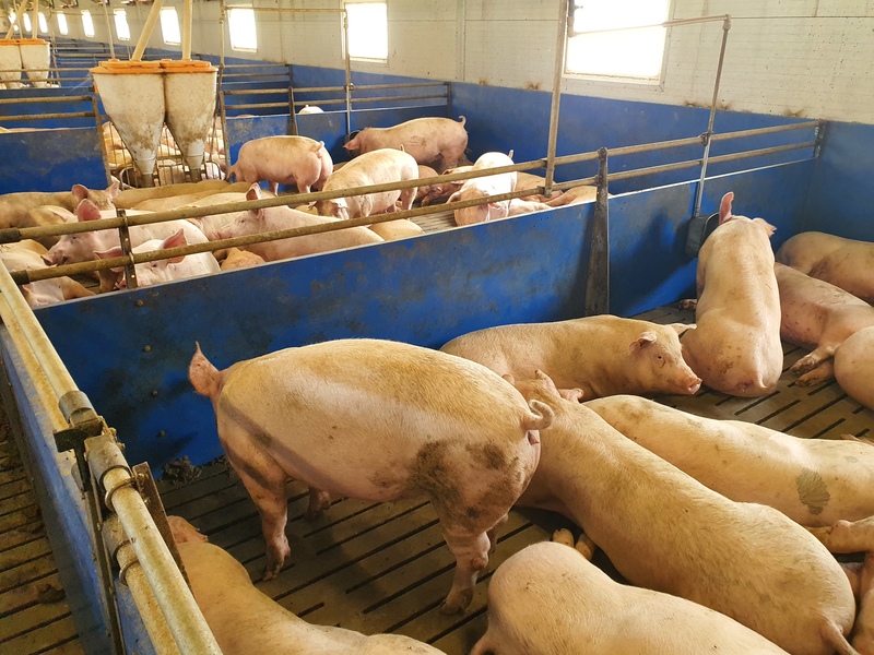 Rolnik uważa jednak, że inwestycje w biogazownie są konieczne, gdyż pozwalają na dywersyfikację dochodów przy niestabilnym rynku trzody chlewnej