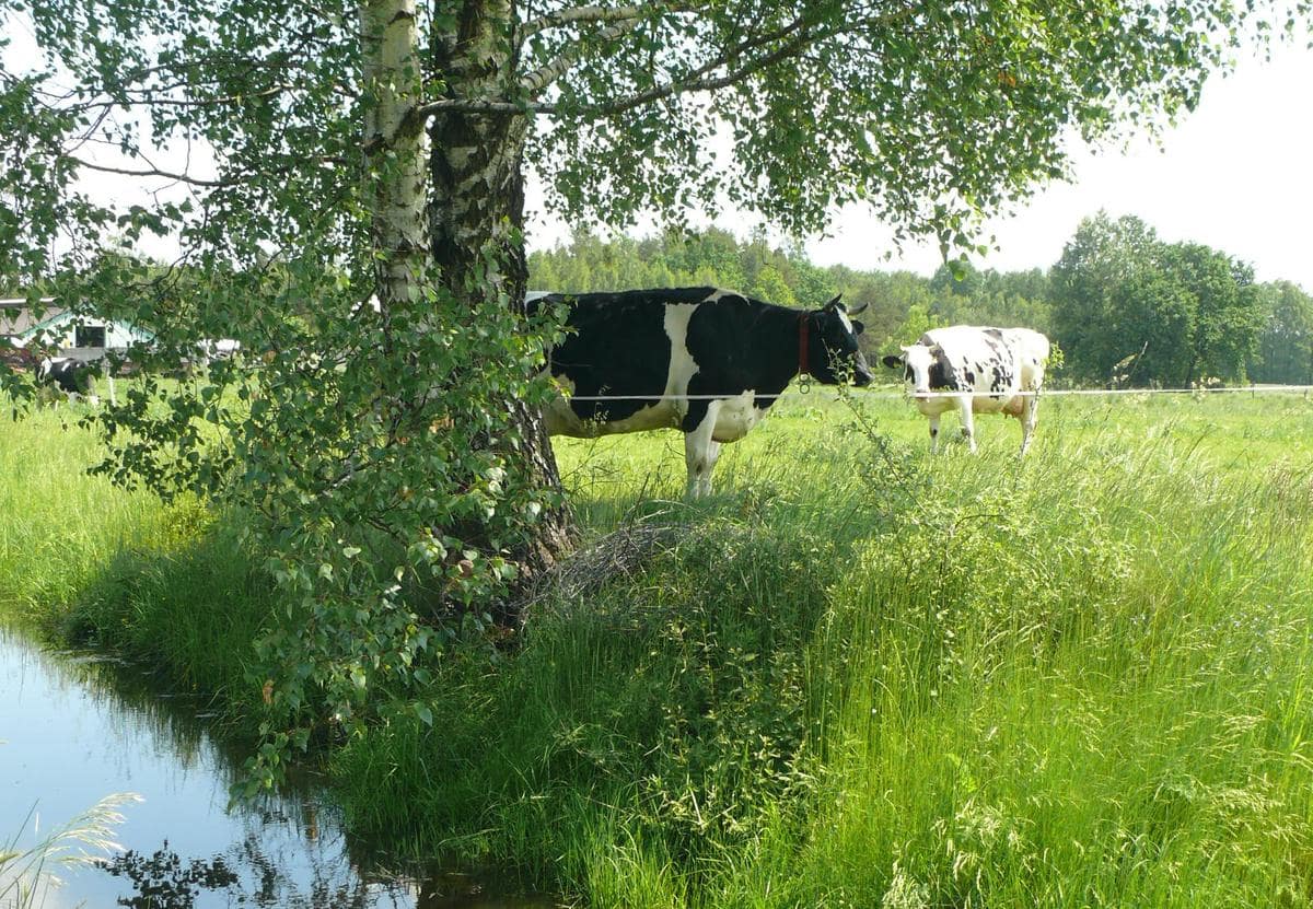 Rów oraz staw znajdujące się na pastwisku są odgrodzone, a krowy korzystają z wody z wodociągu lub studni głębinowej. W stawie w upalne dni chłodzą się cielęta.