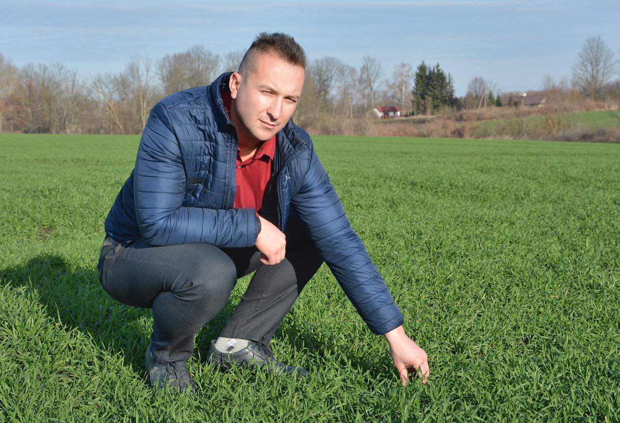 Tak w połowie grudnia wyglądały pszenice ozime siane 20 września ub.r.  Jakub Kołtoniuk (na zdjęciu) wybrał do uprawy trzy odmiany kierując się przede wszystkim plennością i odpornością na wyleganie