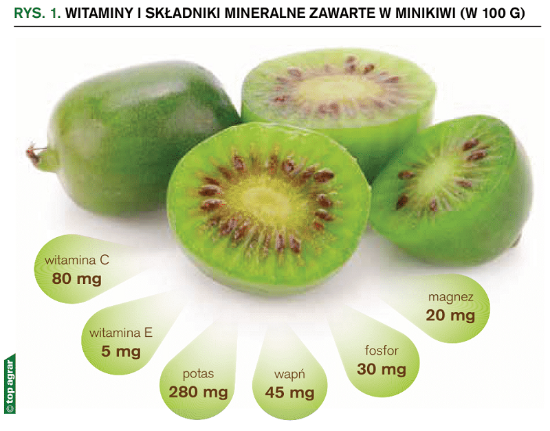 Witaminy i składniki mineralne zawarte w minikiwi (w 100 g)