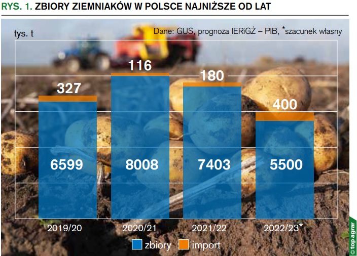 zbiory ziemniaków w polsce