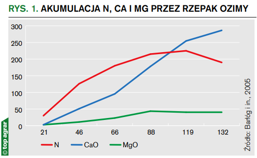 Akumulacja N, Ca i Mg przez rzepak ozimy