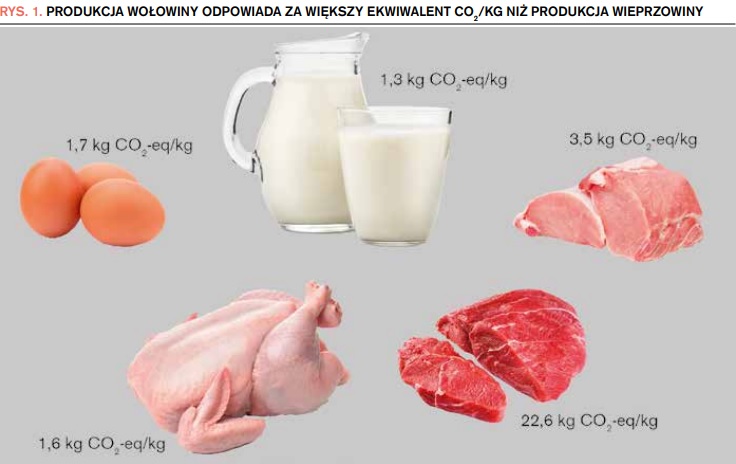 Produkcja wołowiny odpowiada za większy ekwiwalent CO2/kg niż produkcja wieprzowiny