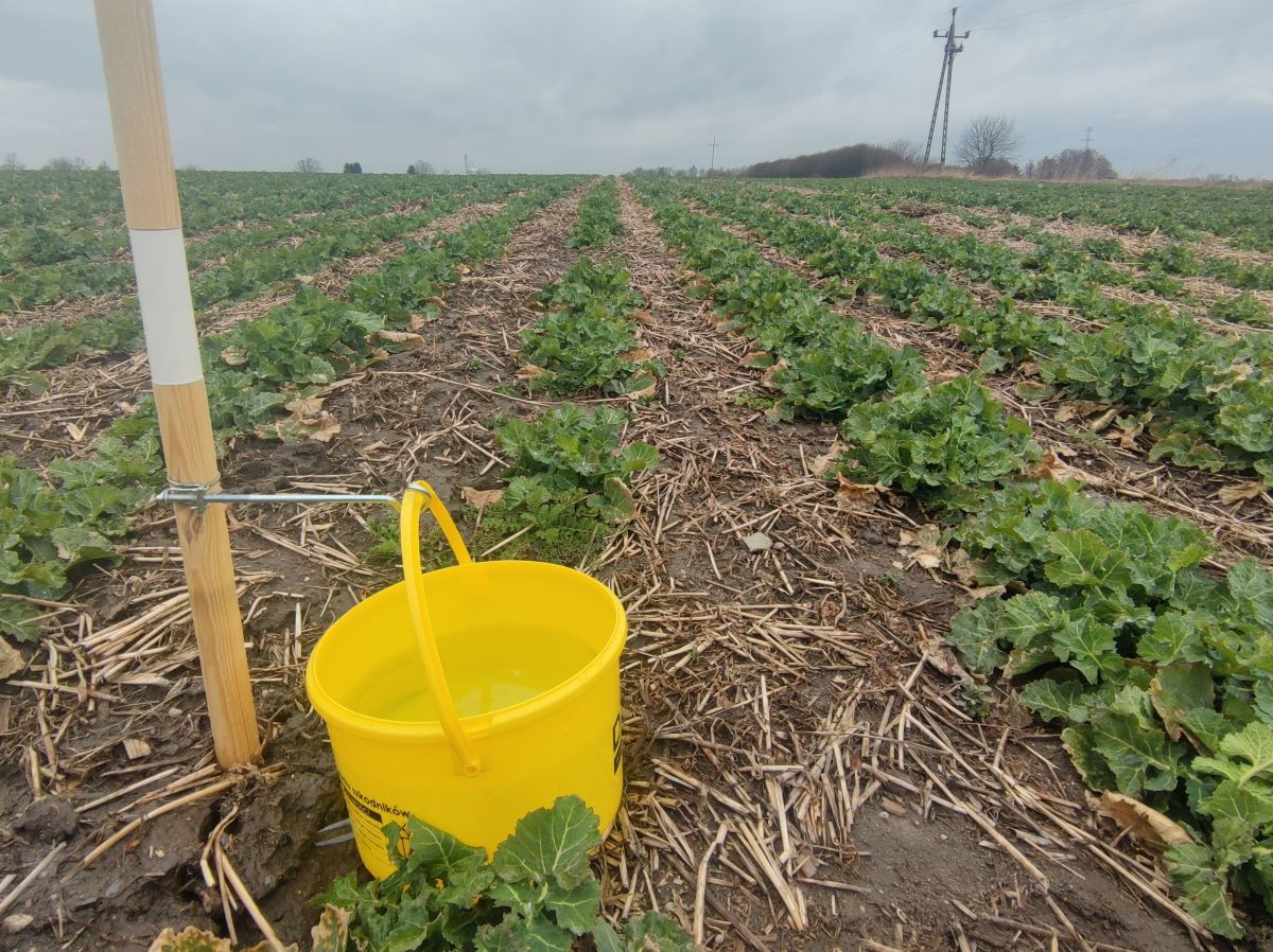 Tak plantacja wyglądała w pierwszych dniach kwietnia