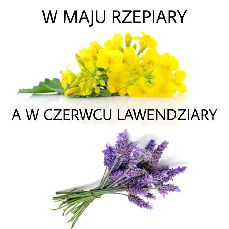 rzepiary lawendziary