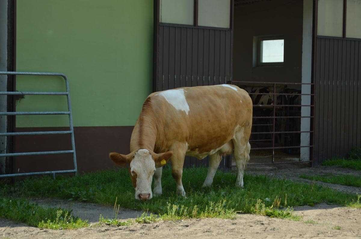 Simentale o dwukierunkowym typie użytkowania się nie sprawdziły jako mamki. Produkowały za dużo mleka dla jednego cielęcia, ponadto nie przyjmowały dodatkowych cieląt.