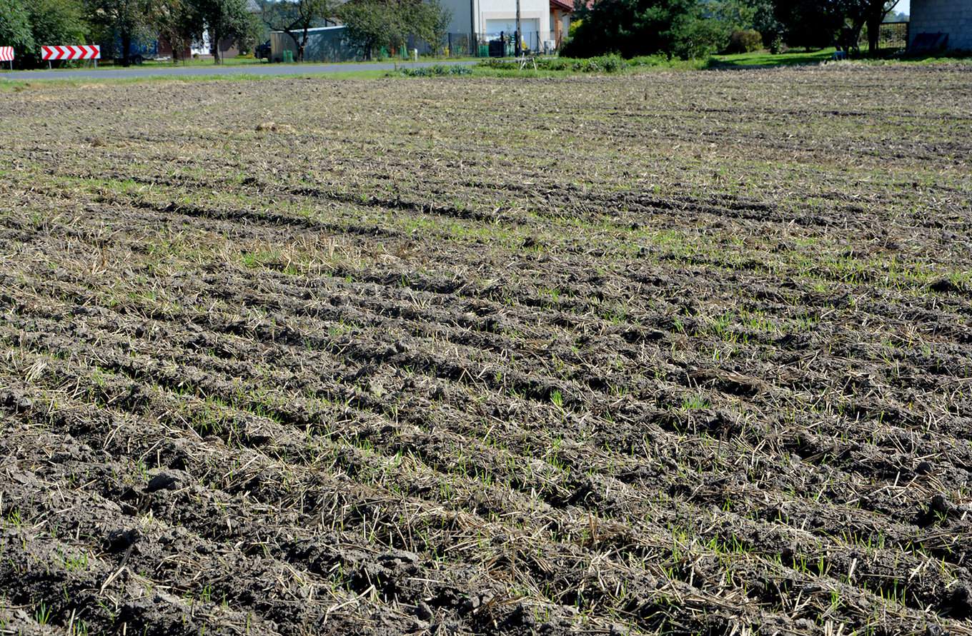 Na zdjęciu rzepak w technologii strip-till siedem dni po siewie. Siew przeprowadzony w słomę, po jej uprzednim talerzowaniu. Z uwagi na pogodę nie udało się zastosować przedsiewnie herbicydu w celu pozbycia się samosiewów zbóż