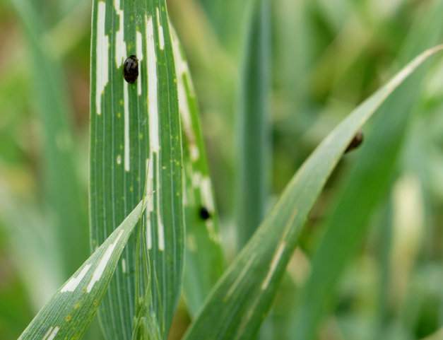 Jedna larwa skrzypionki (zbożowej i błękitek) może zniszczyć do 3,5 cm2 powierzchni liścia. Kilka larw na liściu jest w stanie zeskrobać z niego cały miękisz