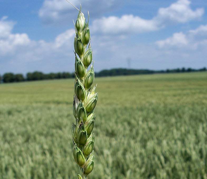 Skutkiem samoregulacji potencjału plonotwórczego np. z powodu niedoboru wody jest u pszenicy gubienie dolnych kłosków